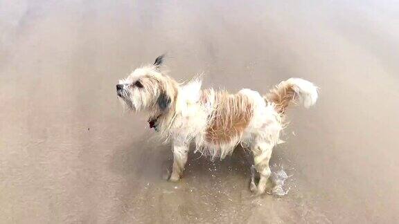 白色的狗在沙滩上嬉戏