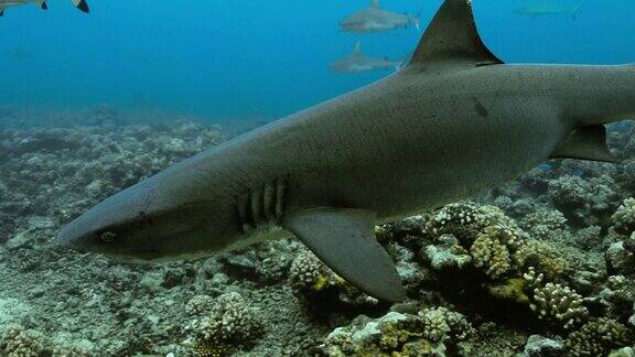 太平洋的白鳍鲨水下生活与鲨鱼和鱼类在海洋中游泳在清澈的水中跳水4K