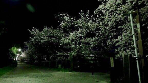 夜晚的樱花被街灯照亮