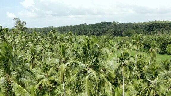 斯里兰卡空中的椰子种植园