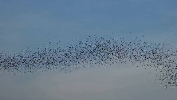 蝙蝠在蓝天中飞翔