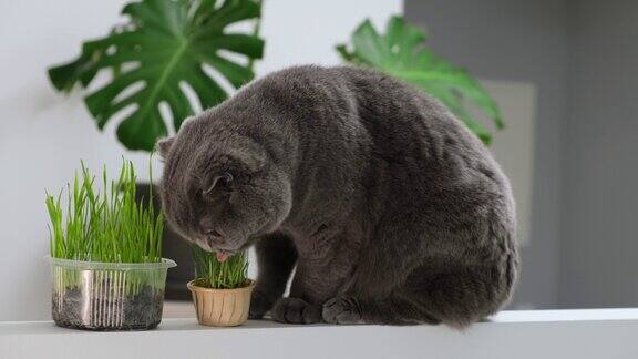 苏格兰折猫肖像在白色背景与绿色怪物室内植物英国短毛灰家猫吃花盆中生长的绿色燕麦草芽为猫提供含有维生素的素食