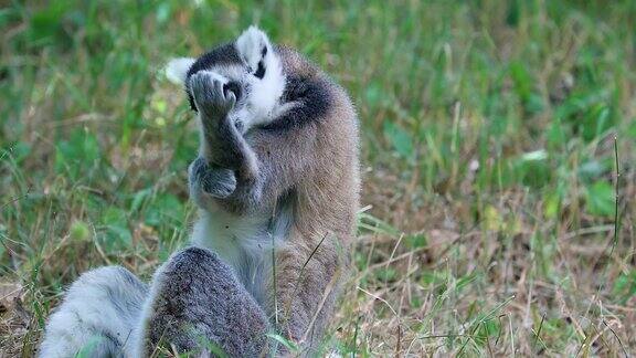 环尾狐猴通过舔毛来清洁自己的皮毛和手指