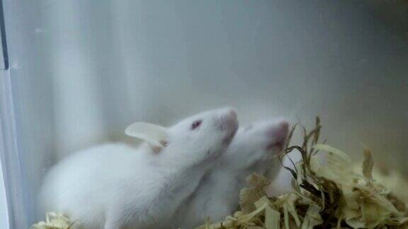 小白鼠在实验室的笼子里生长