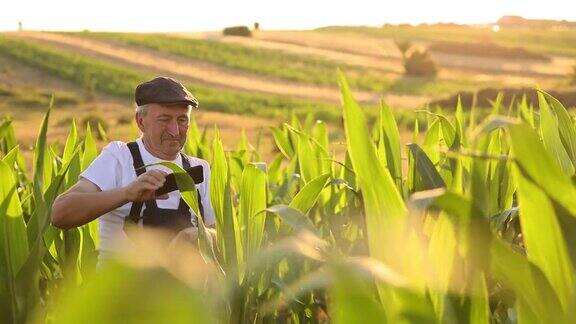 一位年长的男农民在玉米地里自拍