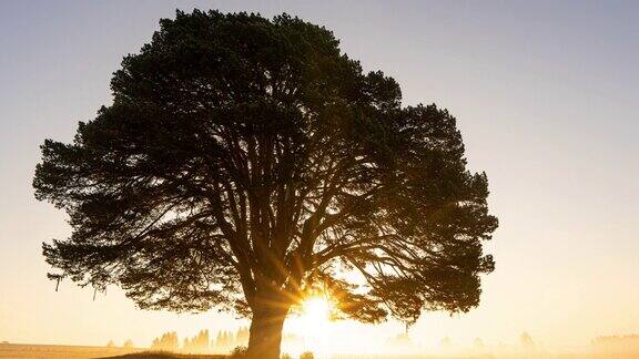 雾蒙蒙的日出在田野里有一棵枝繁叶茂的美丽松树时光流逝