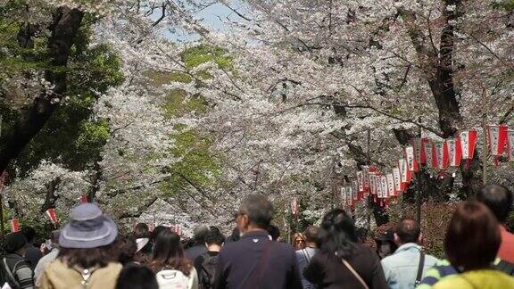 人群和游客享受春天的樱花日本