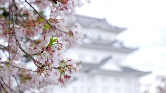 樱花在春天盛开樱花和城堡在日本