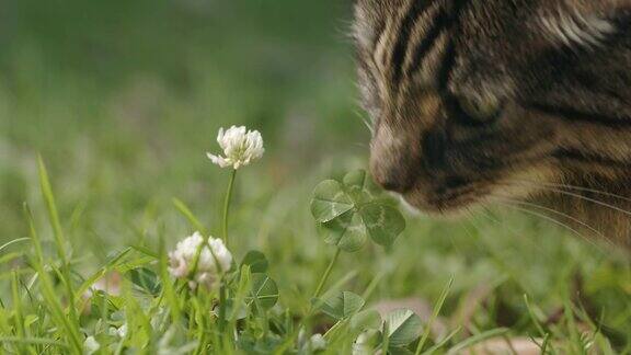 漂亮的棕色猫嗅着幸运的四叶草