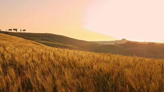日落时小麦在风中摇曳