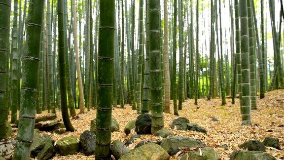 日本京都岚山竹林