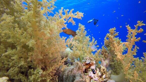 珊瑚礁珊瑚热带花园