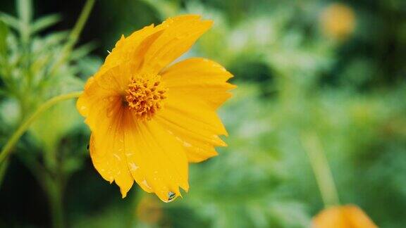 雨滴落在黄色的宇宙花上