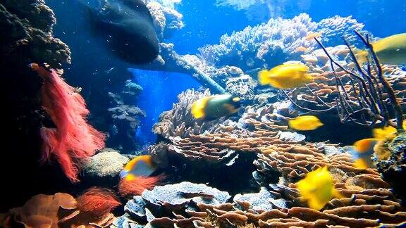 珊瑚礁上五颜六色的热带鱼