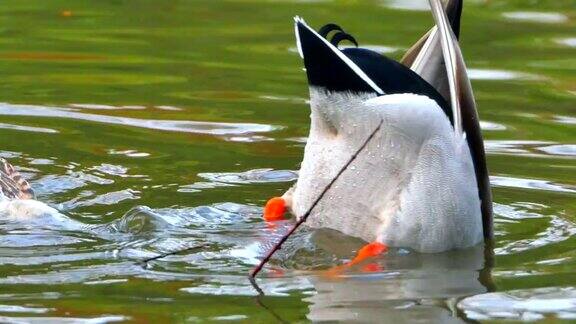 野鸭在池塘里潜水觅食