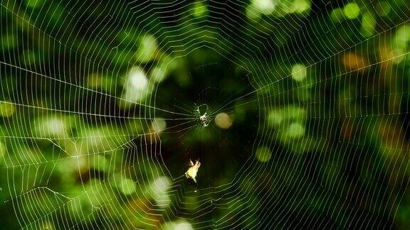 蜘蛛在织网(时间流逝)