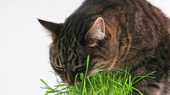 虎斑猫吃白色背景上的绿色燕麦草芽