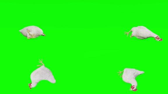 绿幕上垂死的鸡动物野生动物游戏回到学校3d动画短视频电影卡通有机色度键人物动画设计元素主题集