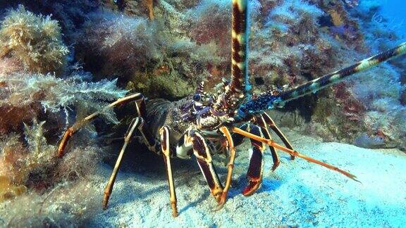 地中海龙虾用触角触碰相机