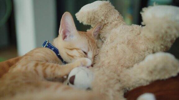 可爱的小猫猫在枕头上给泰迪熊喂奶