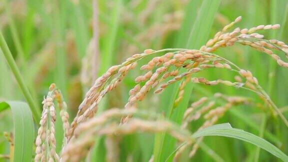 新鲜的大米在风中摇曳