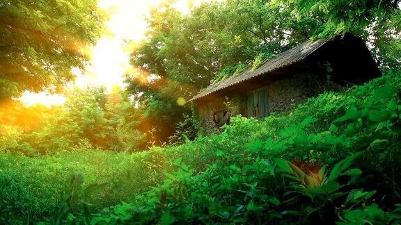 废弃的仙人小屋在夏日林间空地的阳光下
