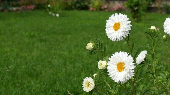 白色的雏菊被春风吹拂家的花园背景