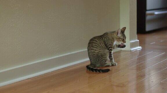 可爱的家短毛虎斑猫猫用爪子清洁自己
