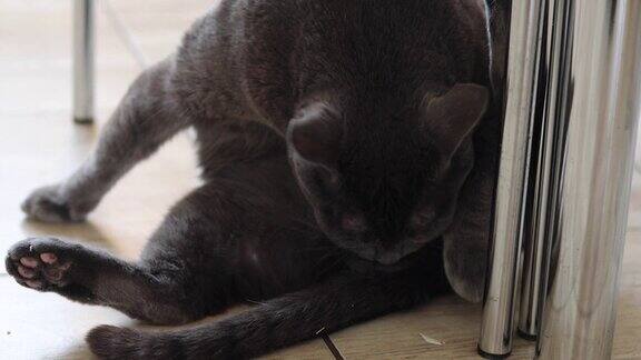 一只灰色缅甸猫在地板上用舌头洗澡
