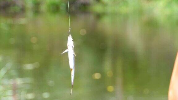 钓到的鱼挂在鱼线上的钩子上晃荡钓鱼慢动作