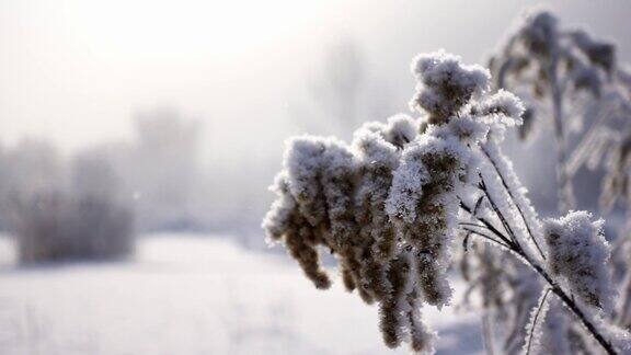 用慢镜头拍摄的草地上被雪覆盖的干芦苇的特写