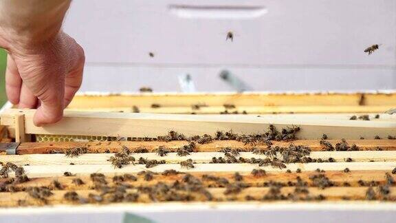 养蜂人举起一个托盘取出一个蜂箱