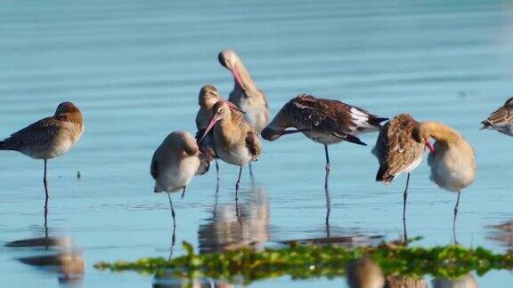 一群黑尾Godwits(LimosaLimosa)站在浅水中在一个夏日阳光明媚的夜晚休息