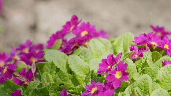 春天花园里的紫色报春花或报春花春天里一簇簇盛开的粉色迎春花