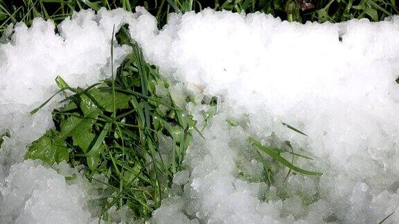 春天的雨滴落在草和雪的背景上时间流逝