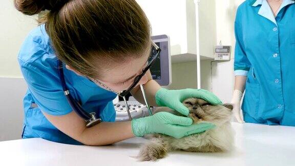 一只波斯猫正在一家兽医诊所接受兽医的预约4k