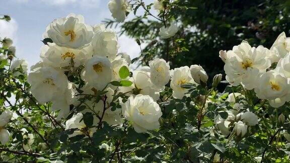 花园里的白野玫瑰随风而动4k视频近距离播放
