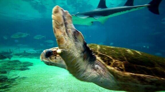 在澳大利亚昆士兰黄金海岸海洋世界的绿海龟