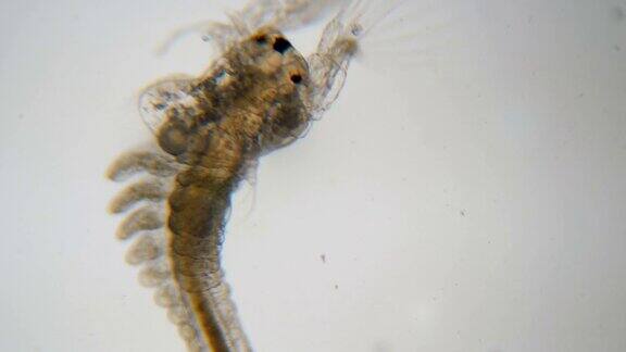 在显微镜下观察青蒿特写镜头浮游生物Artemia盐水虾游泳在水关闭了无节蒿的身体和四肢结构甲壳类动物
