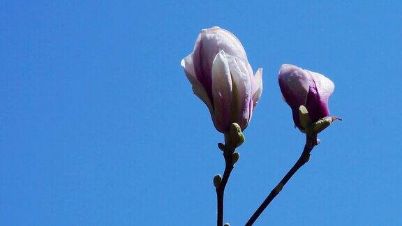 蓝色背景上开着粉红色的木兰花