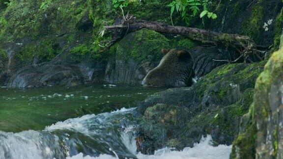 熊把身体泡在河里吃了鱼