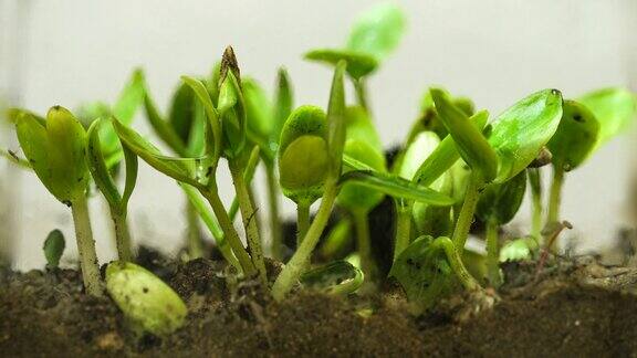 发芽的种子芽生长在地面农业春天的时间植物