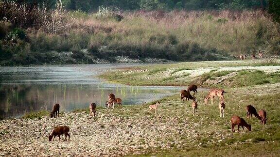 尼泊尔Bardia国家公园的花斑鹿和猪鹿