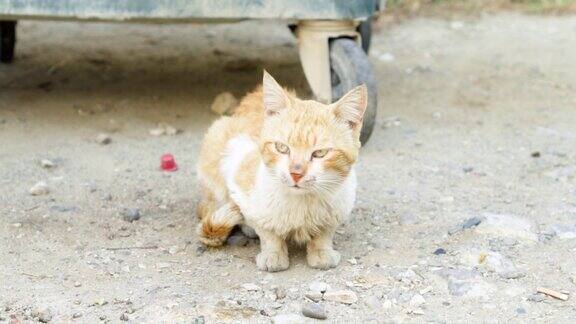 无家可归的脏猫坐在户外可怜饥饿的姜黄色小猫在街上的垃圾箱旁看相机