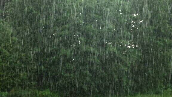 大雨绿树下的夏雨草的背景特写镜头森林里的雨天多雨的天气热带暴雨抽象的自然背景极端的天气状况冰雹和雨阳光