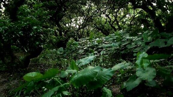 中华人民共和国广东省的热带雨林