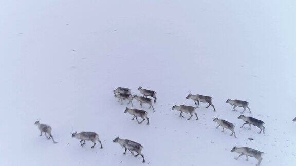 在遥远的冰雪覆盖的景观冰岛的驯鹿