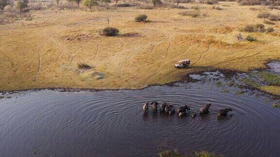 在博茨瓦纳的奥卡万戈三角洲一辆4x4越野车上的游客在空中观看一群带着幼象在河里饮水的大象