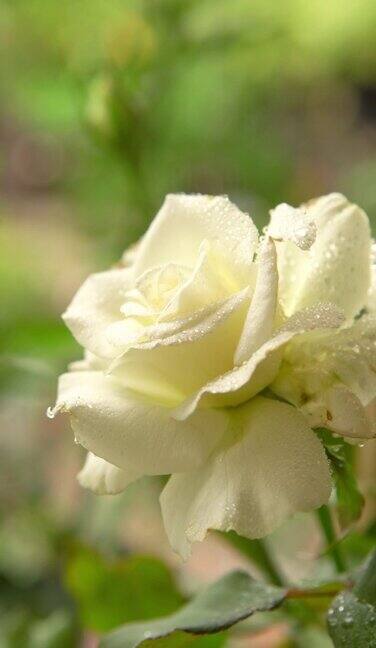 树上的白玫瑰带着雨滴