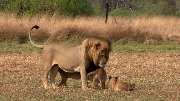 公狮子和三个月大的幼崽